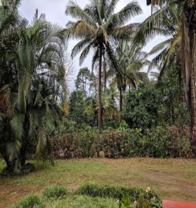a park with palm trees and a field of grass at Hasiru Farms Homestay by StayApart in Mudigere