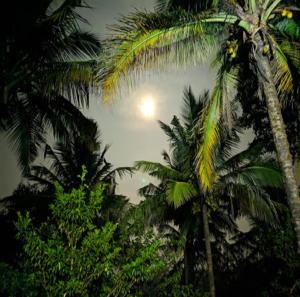 two palm trees with the moon in the background at Hasiru Farms Homestay by StayApart in Mudigere