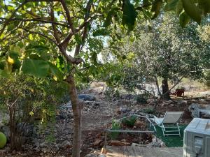 Zahrada ubytování בקתת עץ בחורש במנות - דום גיאודזי - Wooden cabin in Manot
