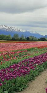 a field of flowers with snow covered mountains in the background at Las Cuatro Estaciones in Esquel