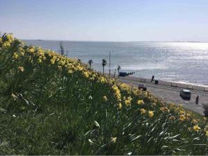 a field of yellow flowers next to a beach at Entire Artistic Open-Plan Top Floor Apartment in Westcliff-On-Sea