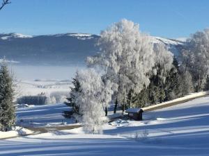 un champ enneigé avec un arbre dans la neige dans l'établissement LICHTECK - Helle Ferien, à Breitenberg