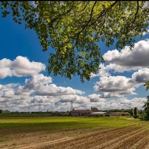 un campo con un cielo con nubes y un árbol en Casetta Bianca B&B en San Giovanni Lupatoto