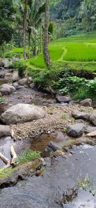 einen Fluss mit Felsen und Bäumen und einem Reisfeld in der Unterkunft Ranggon d'tukad in Tabanan