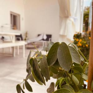 蒙塔爾巴諾的住宿－U Ceccenate，客厅里绿叶植物