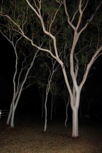 a row of trees lit up at night at Sunbird Motel in Townsville