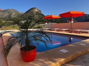 a plant in a red pot next to a pool at Finca Oliva in Bolulla