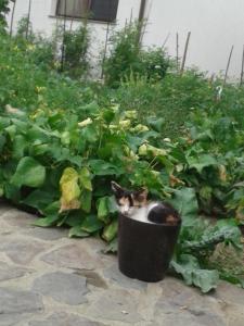 a cat sitting in a pot in a garden at CASA DIDINA fosta Pensiune Casa Didina in Bacău