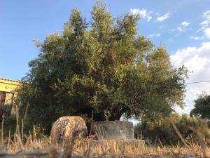 Fotografia z galérie ubytovania Olive Cottage v destinácii Kyparissia