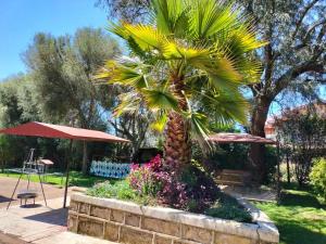 a palm tree in a garden next to a table at Nyahururu Highlands Heaven -BnB in Nyahururu