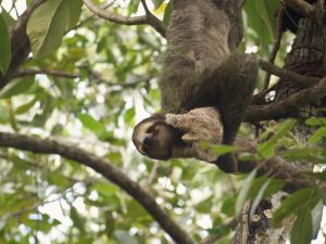 a sloth is hanging from a tree at Casa Cayuco Eco-Adventure Lodge in Bocas del Toro