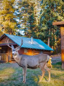 ChamaにあるCorkins Lodgeの小屋の前の芝生に立つ鹿