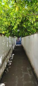 a hallway with a tunnel with green plants at Casa Teresinella Garden in Torre Annunziata