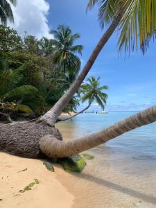 a palm tree laying on a beach with the ocean at ENSUEÑOS Natural Reserve Big House in Little Corn Island
