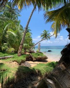 a beach with palm trees and the ocean at ENSUEÑOS Natural Reserve Big House in Little Corn Island