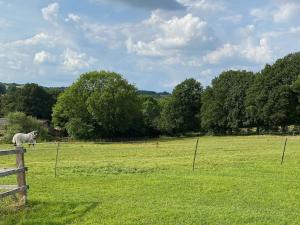 Old Brampton的住宿－Oakleigh，站在围栏后面的田野上的马