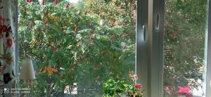 Ogród w obiekcie Apartament Bonito