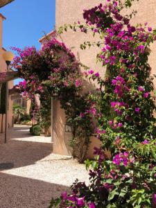 a bunch of purple flowers on the side of a building at Barcaresa-Villa Vue Mer Accès Direct Plage - Piscine in Le Barcarès