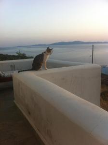 Beach House in Tinos island kisállat-vendégei
