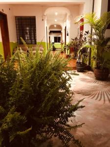 a room filled with lots of plants in a building at Quinta San Carlos Hostel in Ibarra