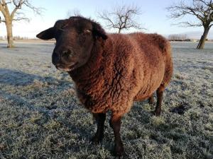 una oveja marrón parada en un campo cubierto de nieve en 't Pekelhuis - Vakantiehuisje op boerderij Huize Blokland en Hem