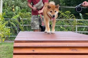 Ospiti di Howard Kenting Wonder House con animali domestici