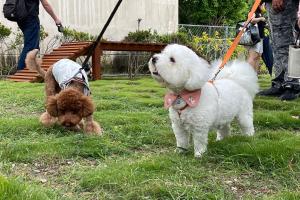Ospiti di Howard Kenting Wonder House con animali domestici