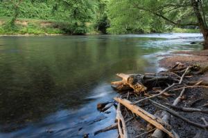 a river with a tree branch laying in the water at NEW Modern Cabin! 2 Large Decks, Hot Tub, Sleeps 8 in Ellijay