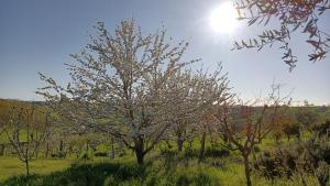 Agriturismo I Ciliegi Appartamento Ginestra في Montignano: شجرة في حقل وخلفها الشمس