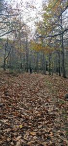 una persona caminando por un camino cubierto de hojas en el bosque en Casa Cipampini, en Petralia Soprana