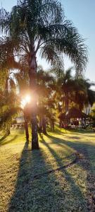 a palm tree in a park with the sun behind it at Casarão Biazolli in Farroupilha
