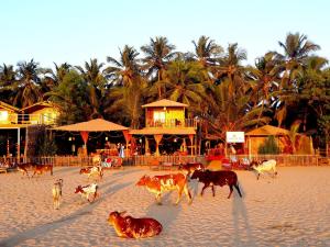 eine Herde Kühe, die am Strand spazieren in der Unterkunft Sonho do Mar in Agonda