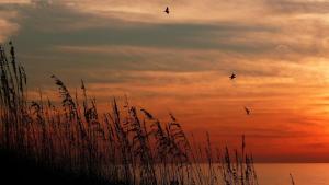 three birds flying in the sky at sunset at Pelican Pointe 2C in Clearwater Beach