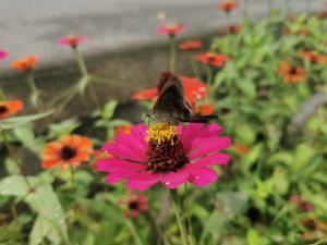 una mariposa sentada encima de una flor rosa en Terrazas del Golfo, en La Palma