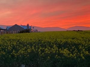 ein Blumenfeld mit Sonnenuntergang im Hintergrund in der Unterkunft Blessed at Ten76 holiday home in Witsand in Witsand