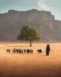 a man herding a herd of goats in the desert at Wadi Rum Desert Wonders in Wadi Rum