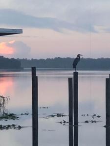 a bird sitting on a pole in the water at Tropical Marina & Resort on Lake Beresford in De Land