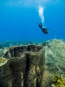 a person swimming in the water near a reef at La Playita Isla Fuerte in Puerto Limón