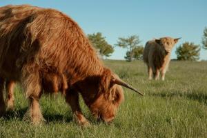 two cows grazing in a field of grass at Mona Farm in Braidwood