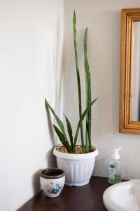 una planta en una olla blanca sentada en una mesa en Vlettershof Guest House en Robertson