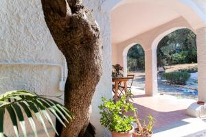un arbre en face d'un bâtiment avec une terrasse dans l'établissement Lilly - Lovely small Villa among Olive Trees, à Sarroch