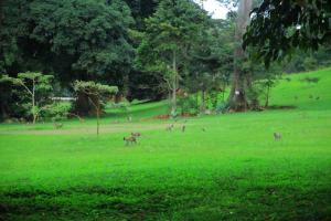 a group of monkeys in a field of green grass at Egg Botanical View in Entebbe