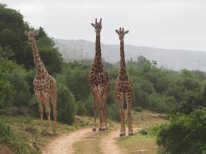 a group of giraffes standing on a dirt road at Pure Nature Familodge in Paterson