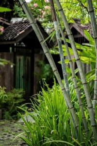 a group of bamboo trees in front of a building at Yabbiekayu Eco-Bungalows in Yogyakarta