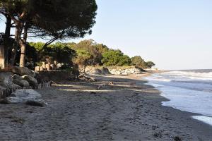 - une plage noire avec des arbres et l'océan dans l'établissement Appartement charmant en Corse avec terrasse au calme, à Santa-Lucia-di-Moriani