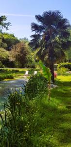 un palmier au milieu d'un parc dans l'établissement Le Vieux Moulin Gites - A charming stone cottage with garden view and seasonal pool, à Guégon