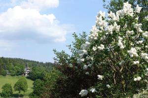 ein Baum mit weißen Blumen vor einem Haus in der Unterkunft Landhaus Sorgenfrey in Am Donnerberg