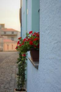 a pot of red flowers sitting on a window sill at A Su Mulinu - Locazione turistica in Pozzomaggiore
