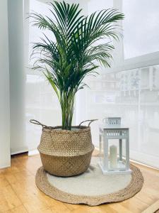 uma planta num cesto sentado numa mesa em Apartamento Costa del Sol Suances em Suances
