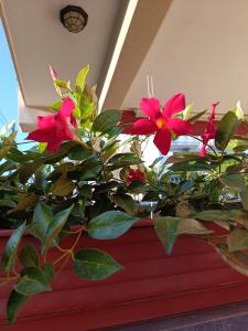a plant with red flowers in a red planter at Peppe's house in Gravina di Catania